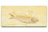 Detailed Fossil Fish (Knightia) - Wyoming #379462-1